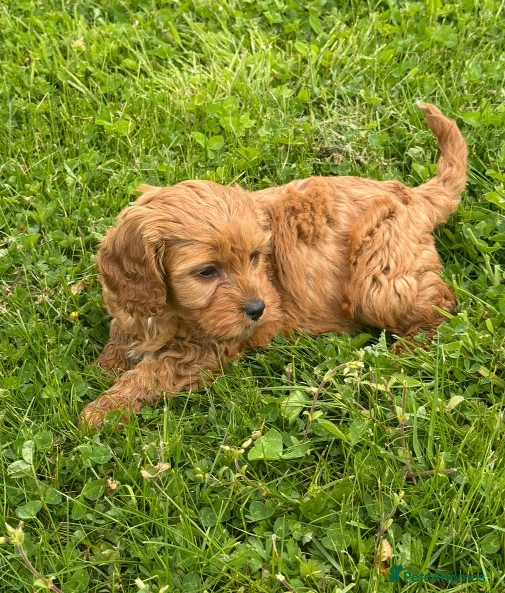 Cavapoo dogs Toy Cavapoo Puppies - Advert 2