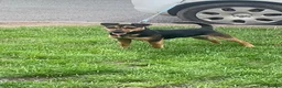 Jack Russell dogs for sale: Jack russle cooper  in Worcester - Advert 2