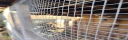 Mixed Breed birds for sale: Aviary birds British canaries and diamonds  in Lutterworth - Advert 3