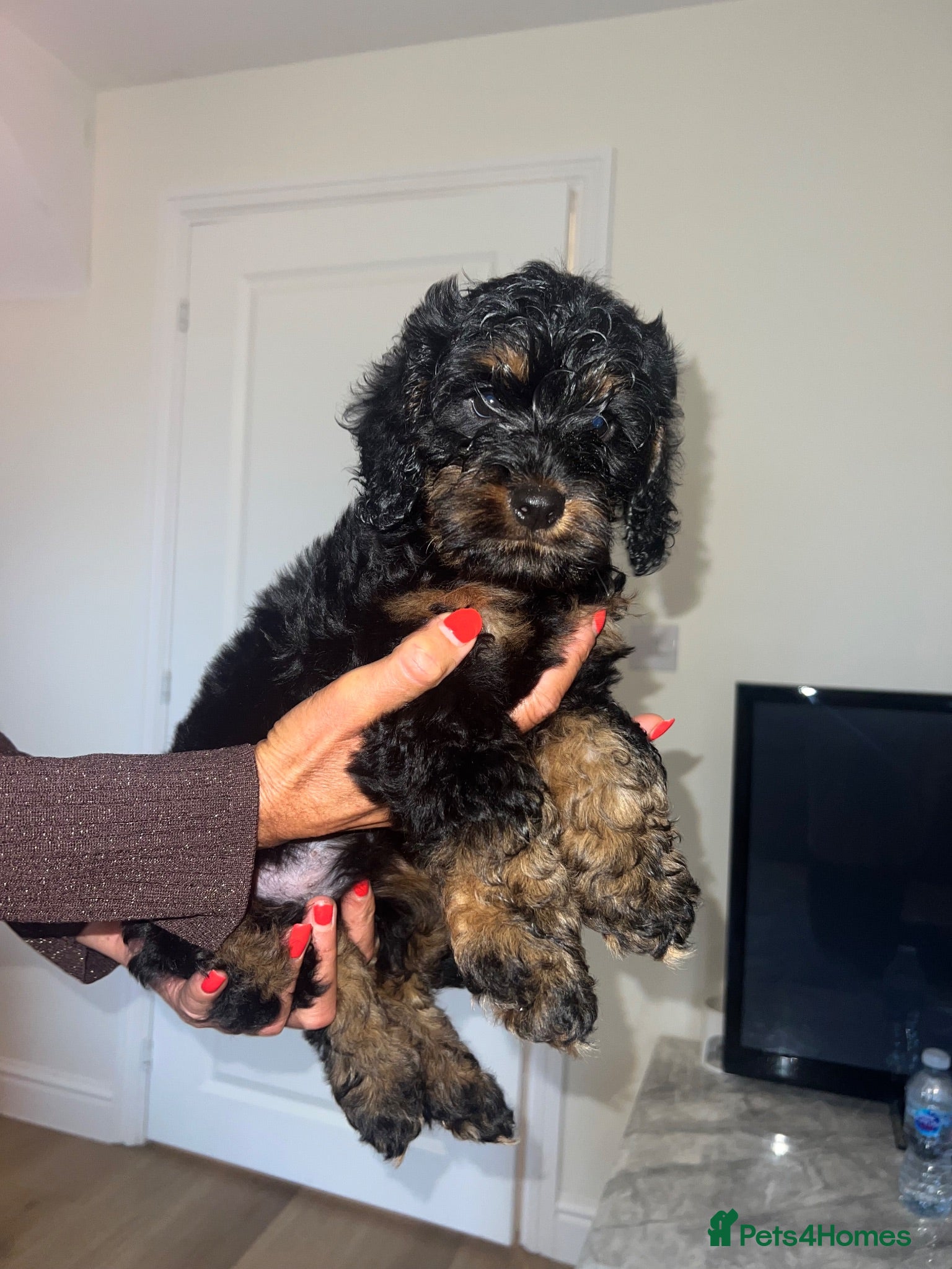 Cockapoo dogs Cockapoo puppys - Advert 1