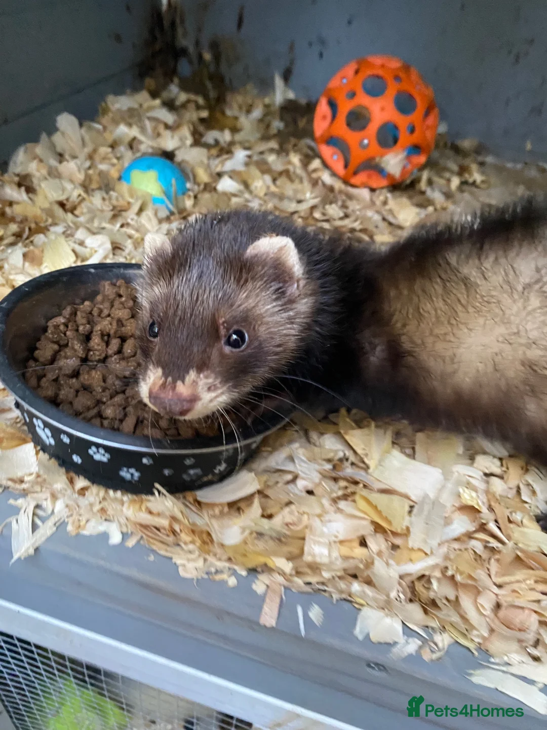 Ferret rodents for sale: 3 ferrets  - Advert 2