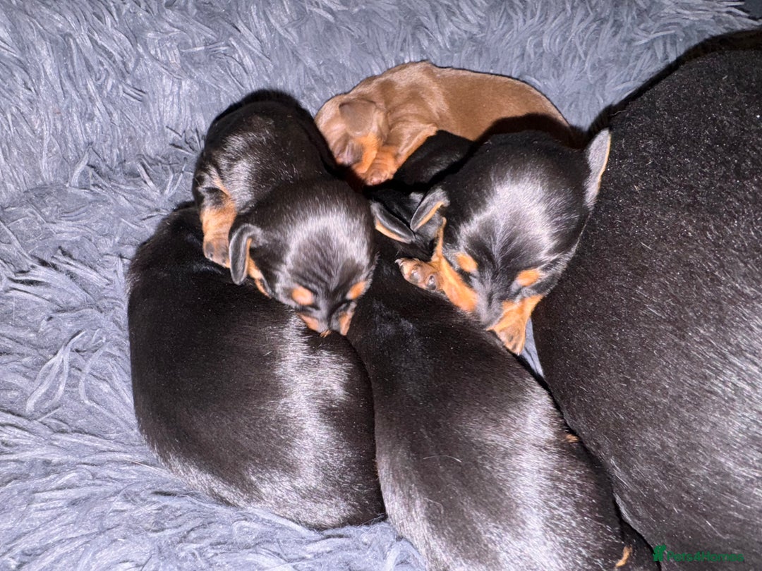 Miniature Dachshund dogs for sale: Miniature Dachshund puppies - Image 13