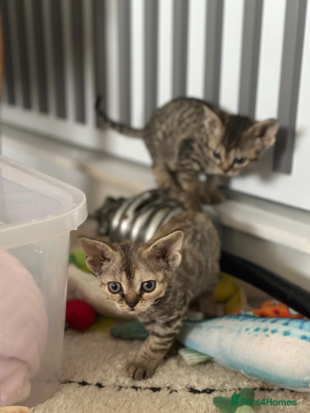 Devon Rex cats for sale: Devon  in London - Advert 15