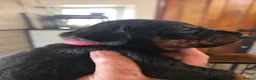 Dobermann dogs for sale: Just 3 puppies still available for reservation.  - Advert 2