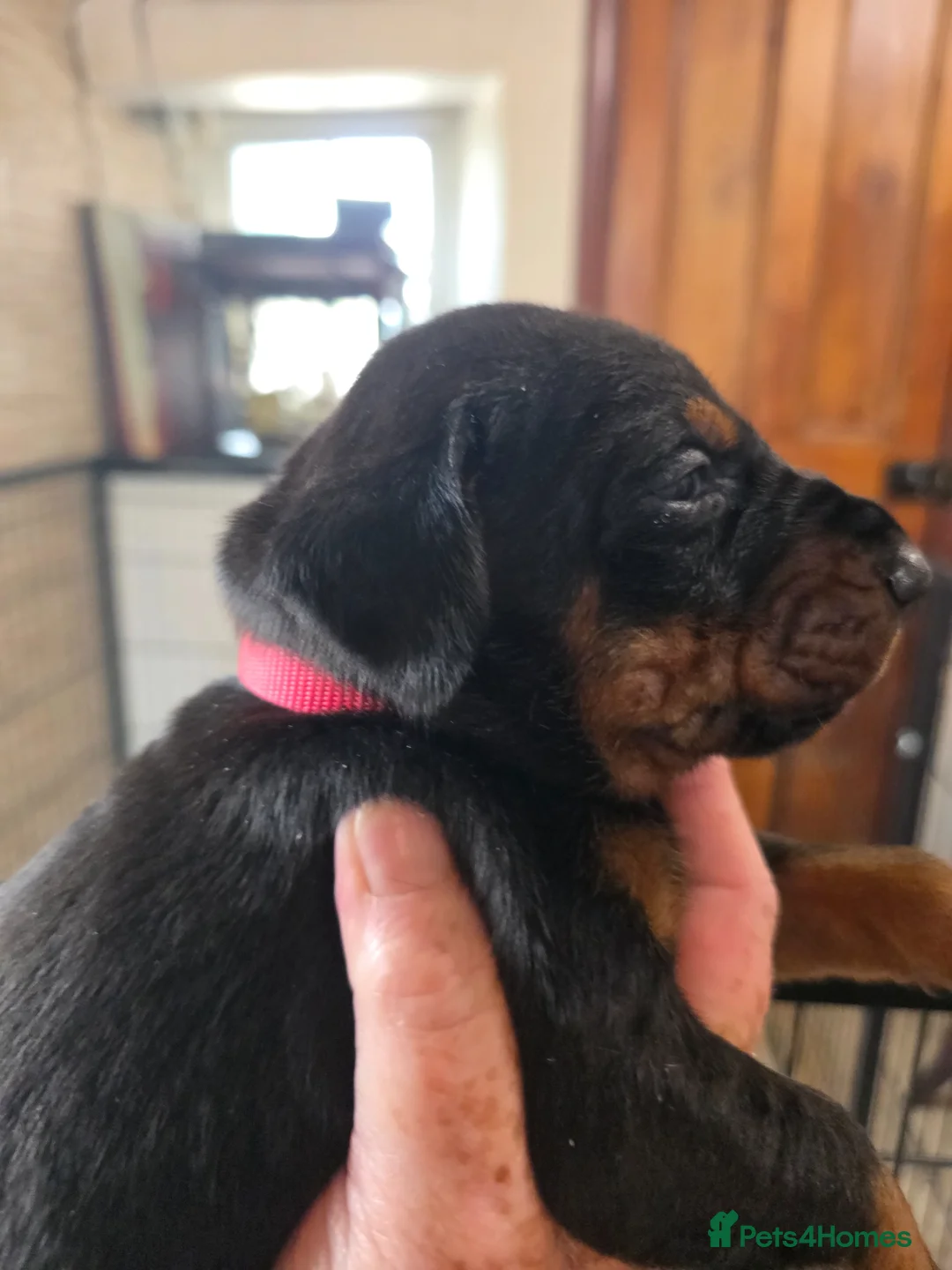 Dobermann dogs for sale: Just 3 puppies still available for reservation.  - Advert 2