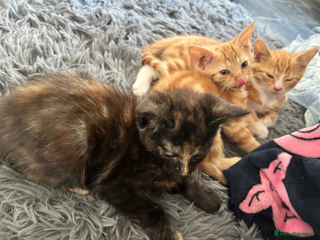 Mixed Breed cats for sale: 6 Beautiful kittens - Advert 7