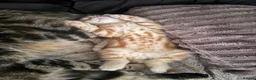 Mixed Breed cats for sale: Ginger male kitten - Advert 7