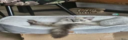 Ragdoll cats for sale: Pure breed Ragdoll  - Advert 1