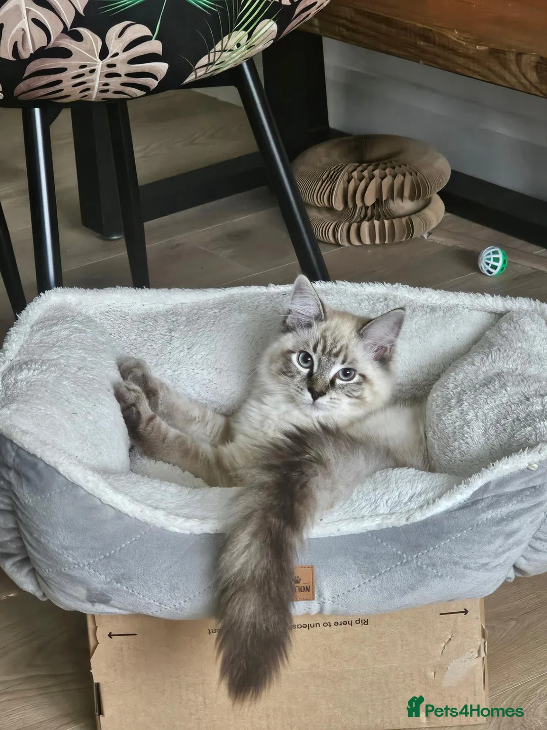 Ragdoll cats for sale: Pure breed Ragdoll  - Advert 1