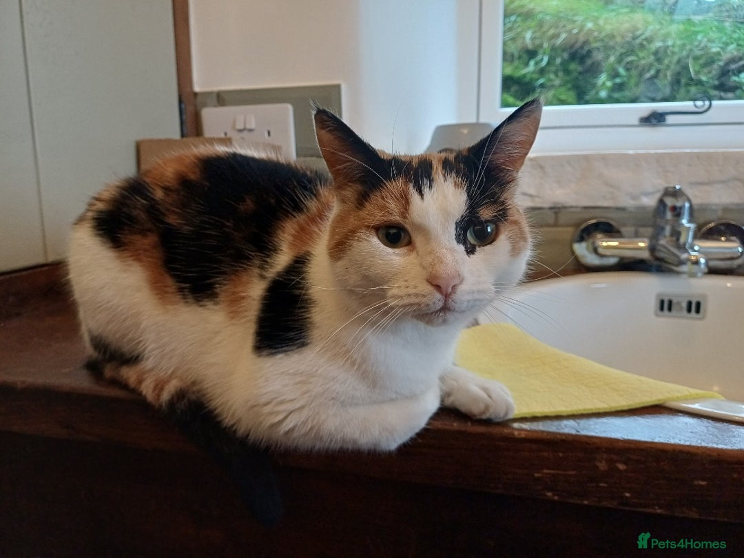 Mixed Breed cats for sale: Lovely and friendly sister cats - Advert 9