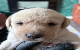 Labrador Retriever dogs for sale: Labrador pups - Image 3