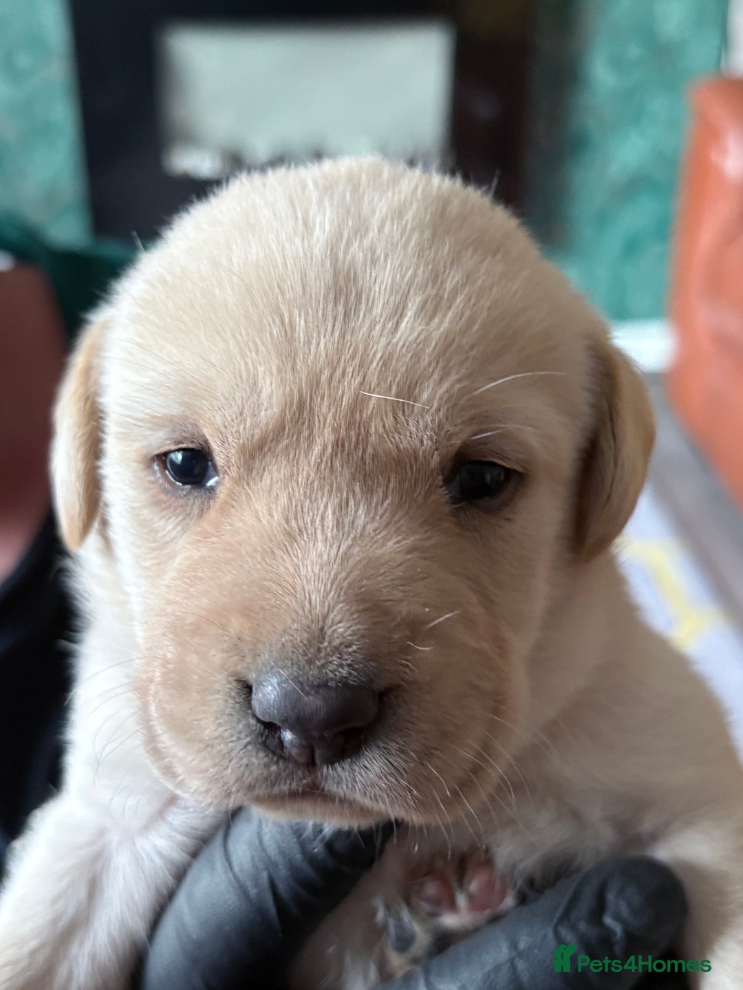 Labrador Retriever dogs for sale: Labrador pups - Image 3