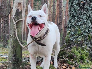 Staffordshire Bull Terrier dogs BARON – Staffordshire Bull Terrier (Male) - Advert 14