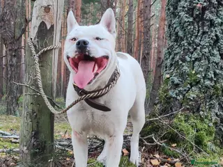 Staffordshire Bull Terrier dogs BARON – Staffordshire Bull Terrier (Male) - Advert 1