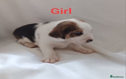 Beagle dogs for sale: Beautiful puppies Available - Image 3