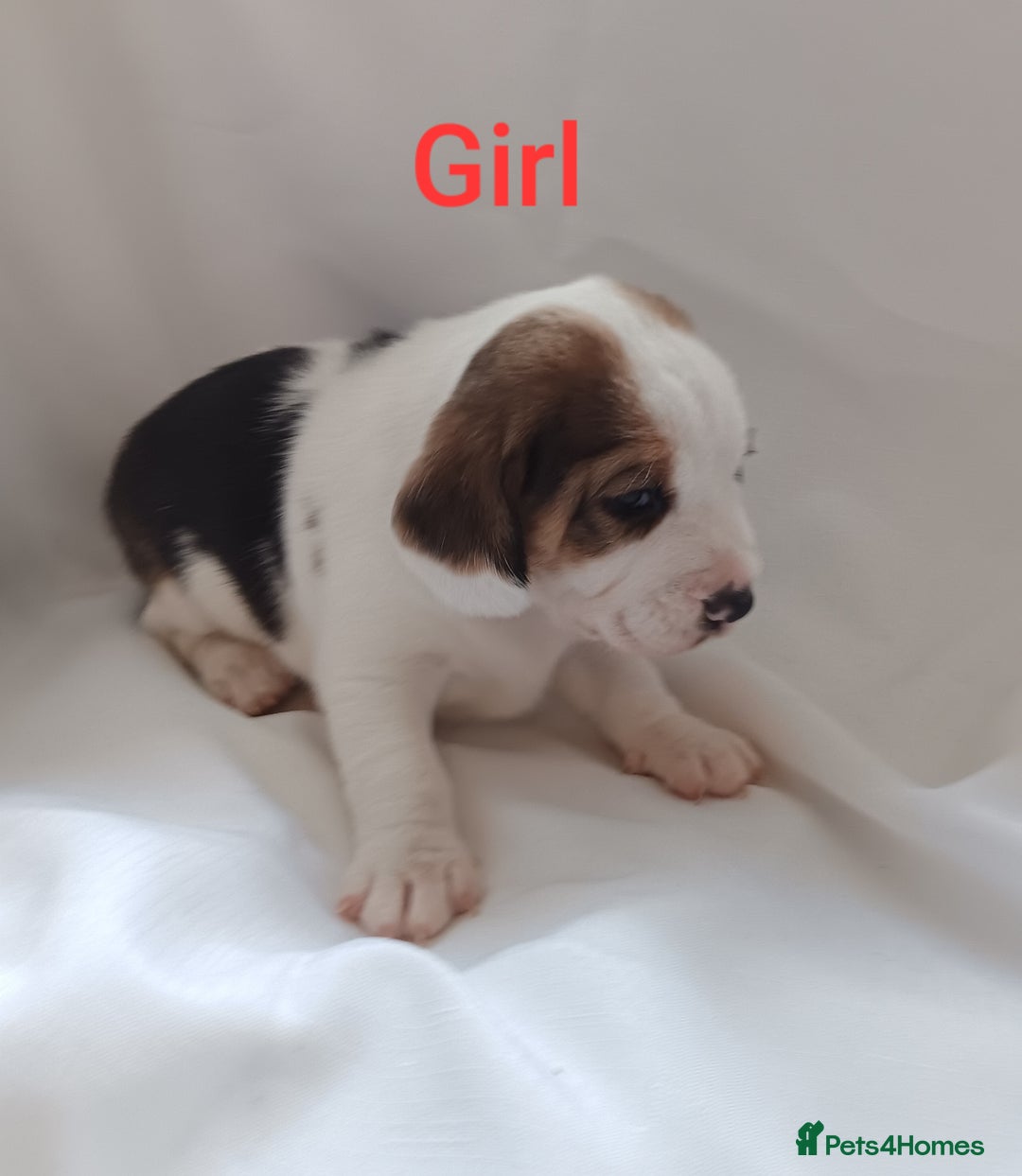 Beagle dogs for sale: Beautiful puppies Available - Image 3