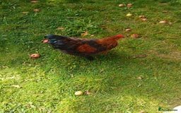 Chickens poultry for sale: Beautiful and Docile Orpington Rooster for Sale - Image 8