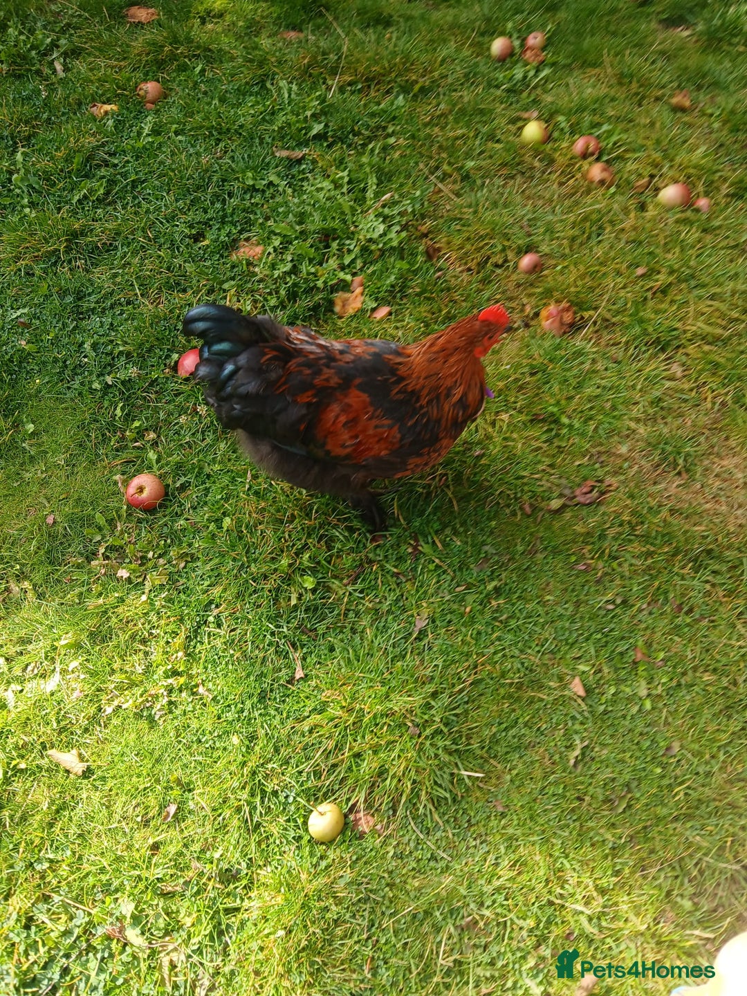 Chickens poultry for sale: Beautiful and Docile Orpington Rooster for Sale - Image 8