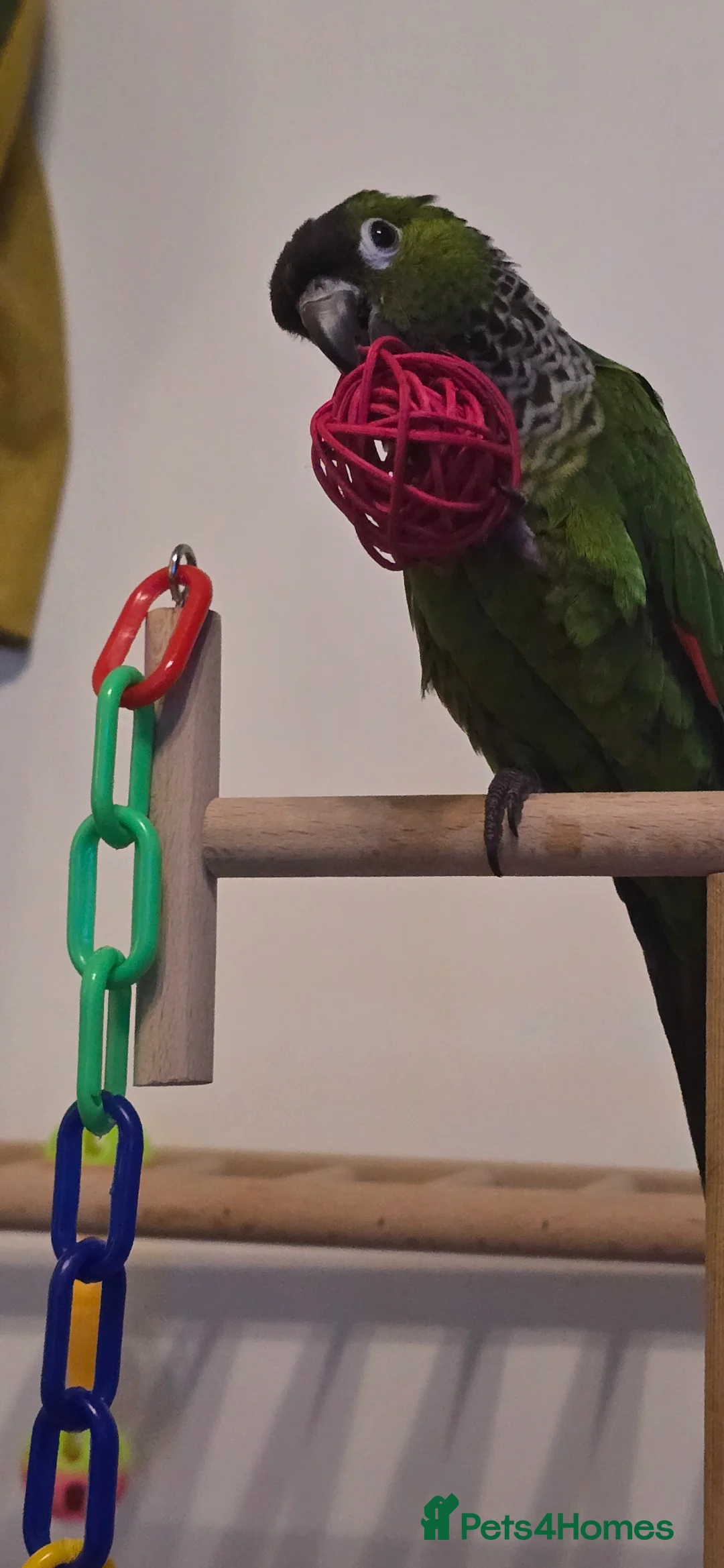 Conures birds for sale: (KENZO)Black capped conure. Around 4 years old  - Advert 2