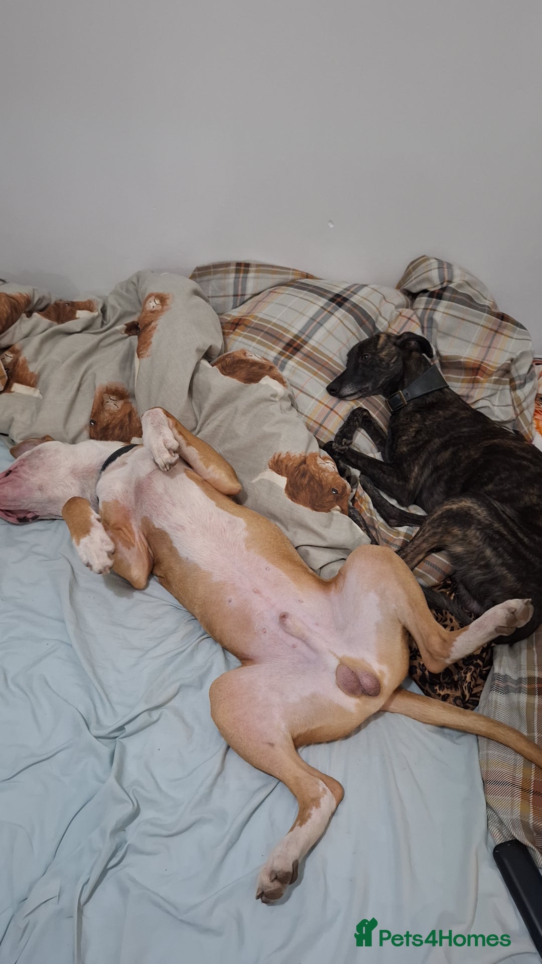 American Bulldog dogs for sale: American bulldog Arlo  - Image 9