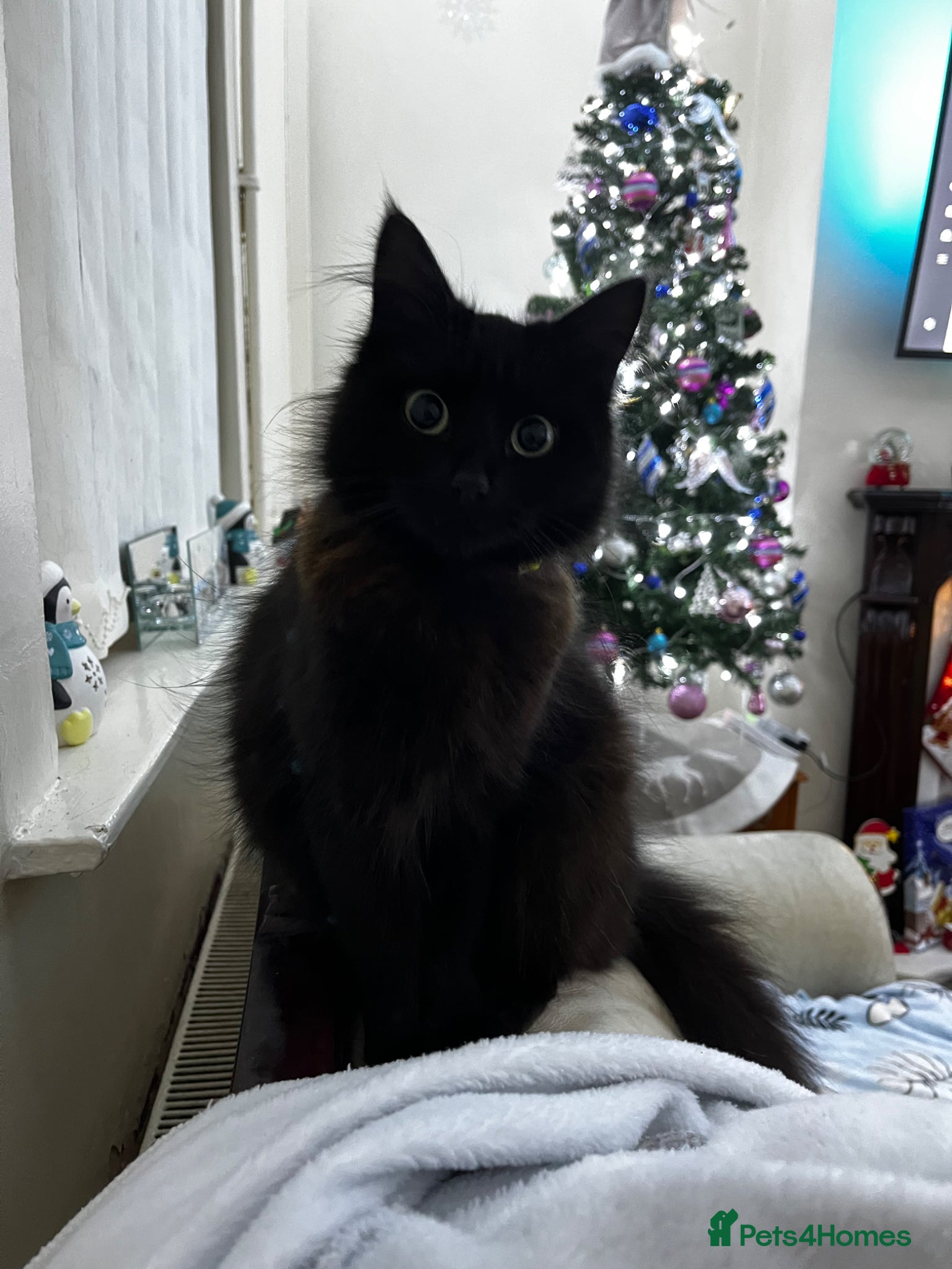 Ragdoll cats Ragdoll mix tabby ginger kittens  - Advert 2