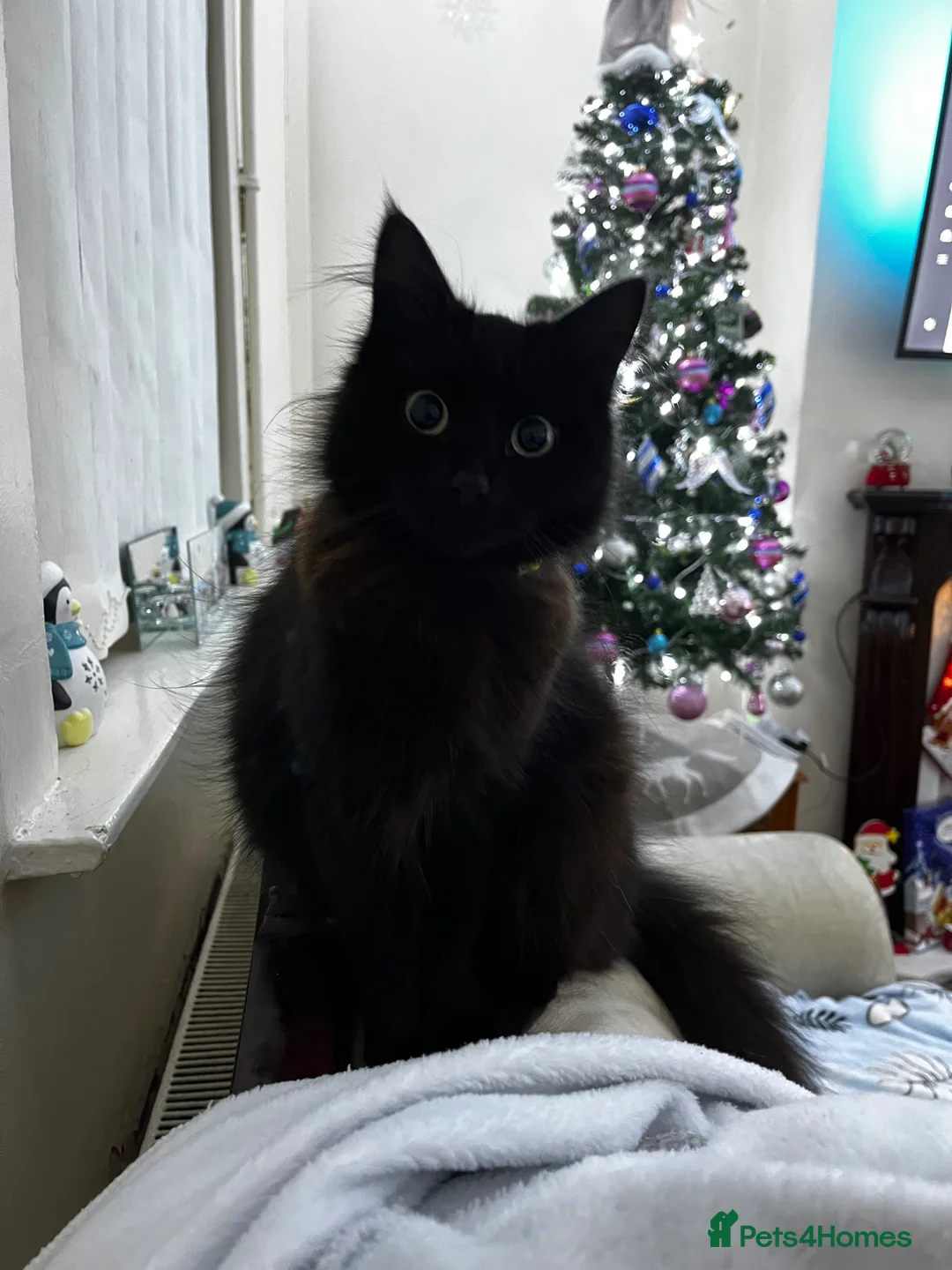 Ragdoll cats for sale: Ragdoll mix tabby ginger kittens  - Advert 2