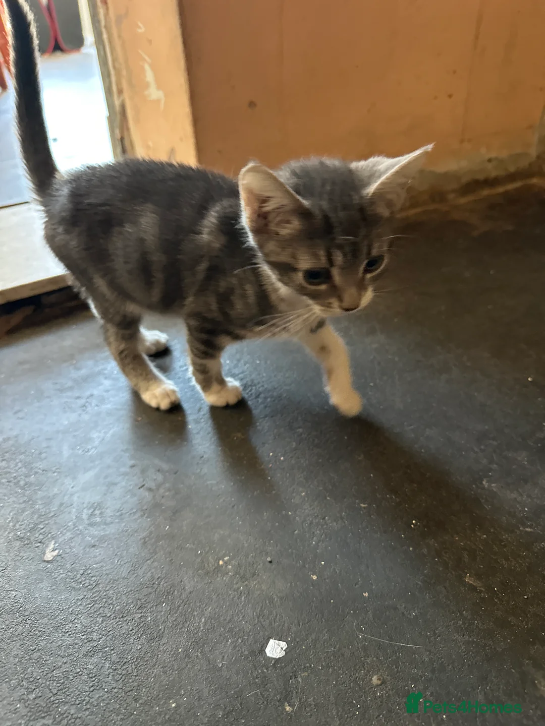 Mixed Breed cats for sale: Grey and white female kitten for sale  - Advert 2