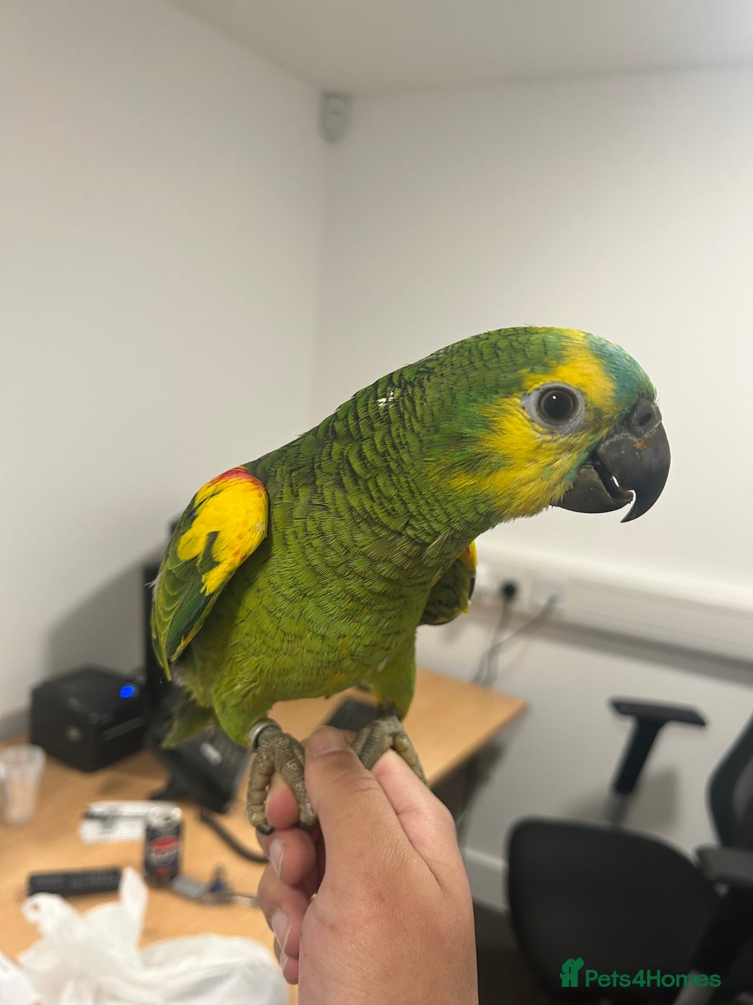 Parrots birds for sale: Hand Reared Baby Blue Fronted Amazons  - Image 3