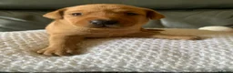Labrador Retriever dogs for sale: WORKING KC REG FOX RED LABRADOR PUPPIES FOR SALE  - Advert 24