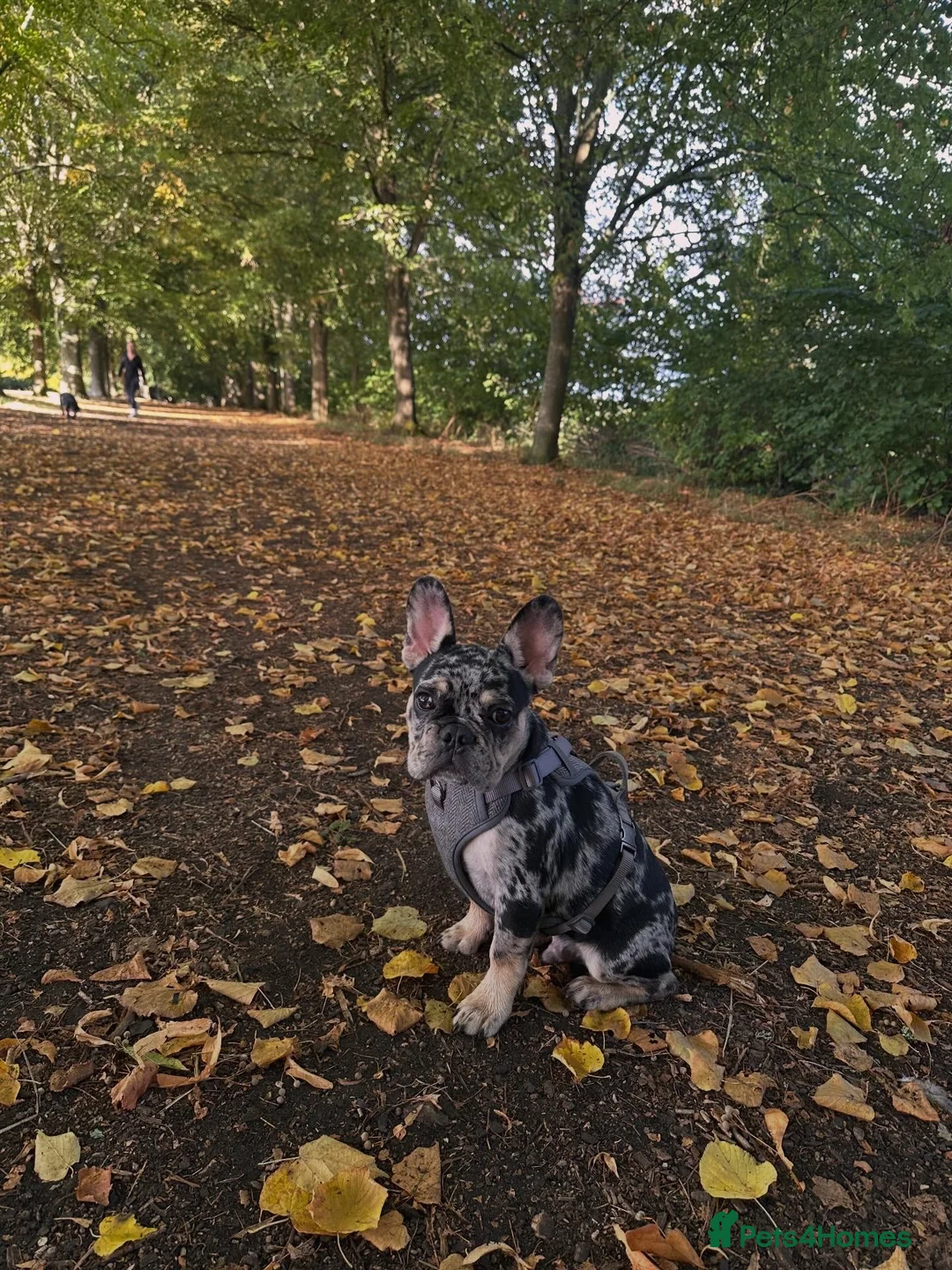 French Bulldog dogs for sale:  Gorgeous Merle French Bulldog  in Farnham - Advert 2
