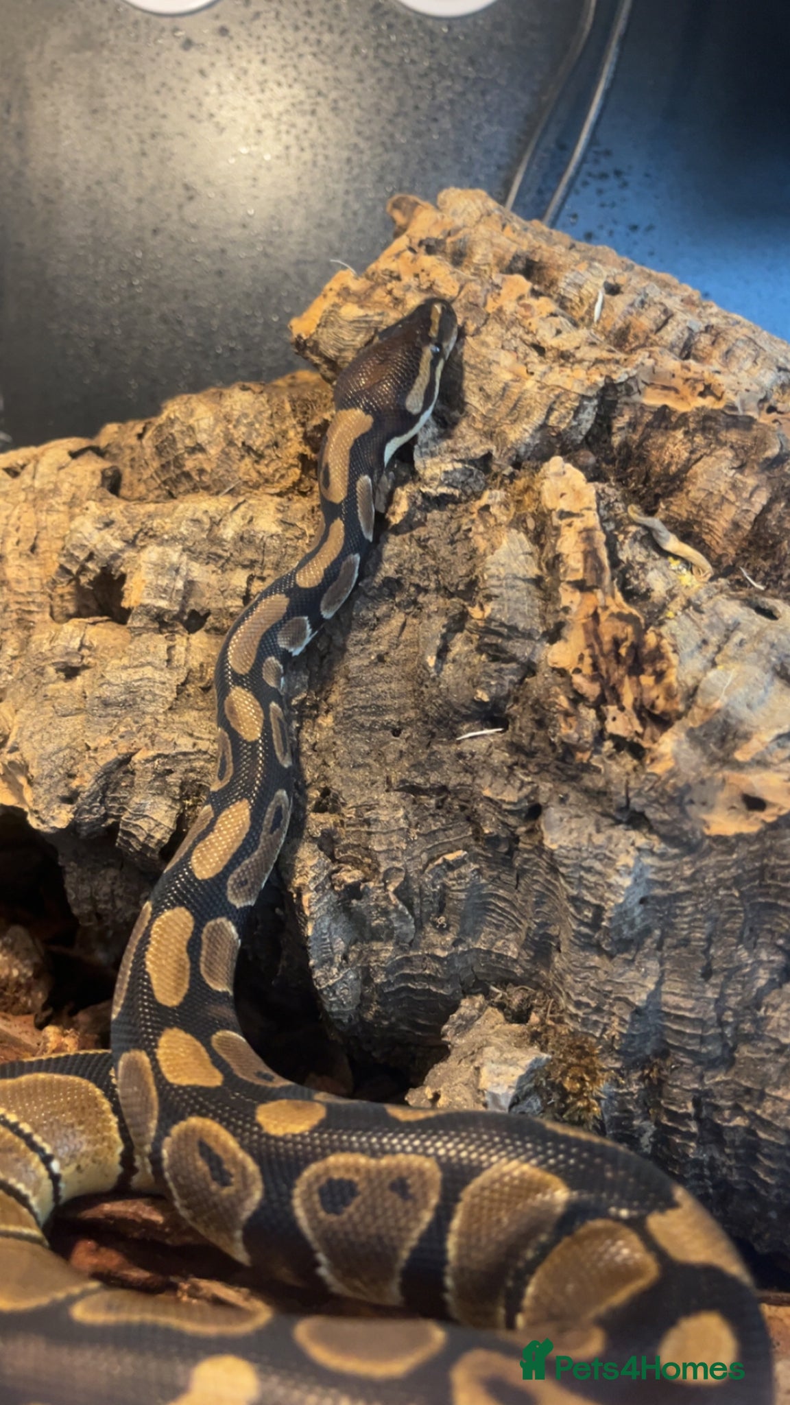 Python Snake reptiles Royal python for sale  - Advert 13