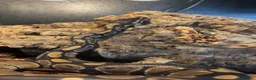 Python Snake reptiles for sale: Royal python for sale  in Usk - Advert 1