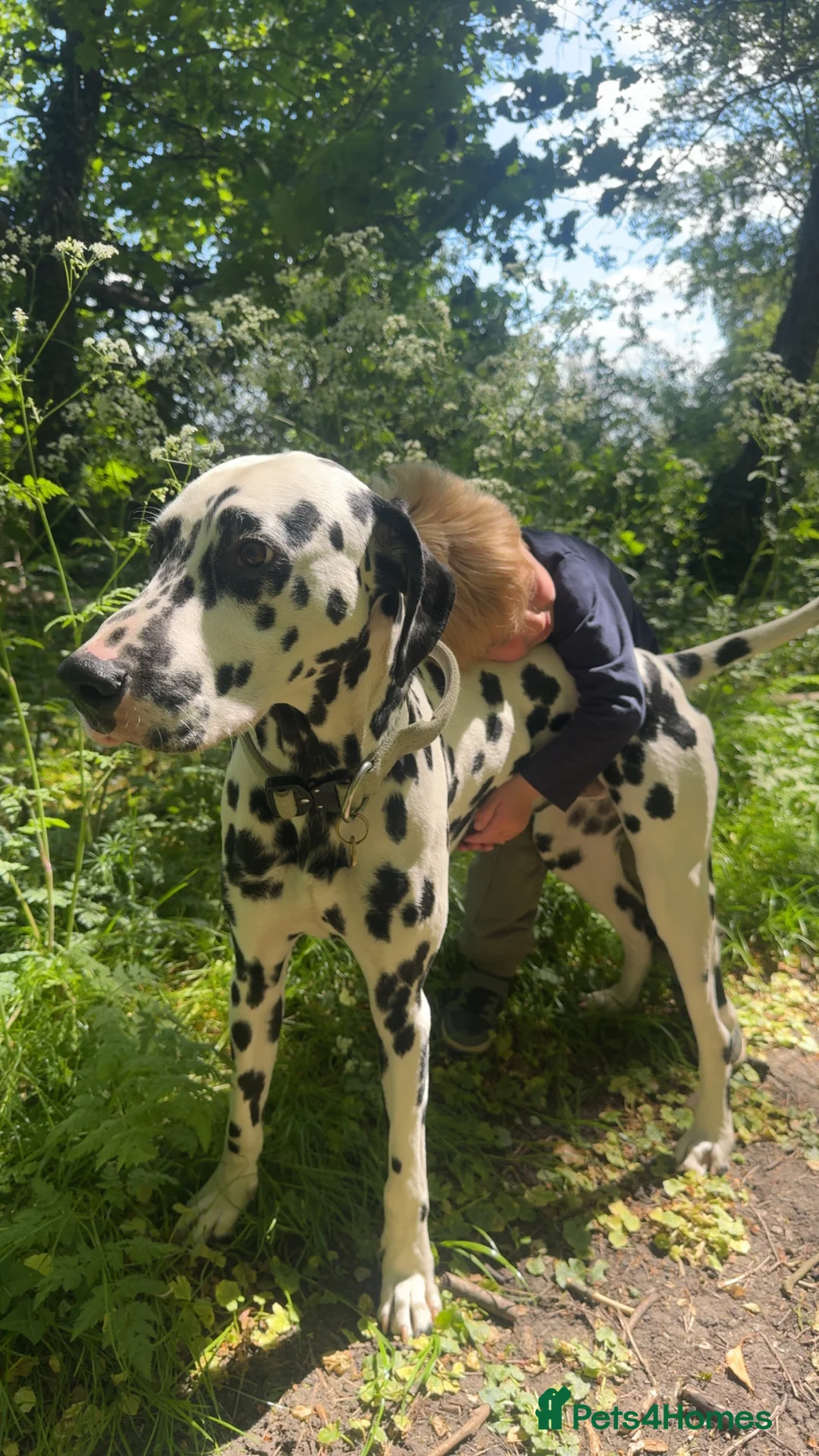 Dalmatian dogs for stud: KC Registered Dalmatain For Stud - Advert 11