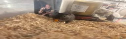 Gerbil rodents for sale: 2 Gerbils and starter set up!  in Birmingham - Advert 7