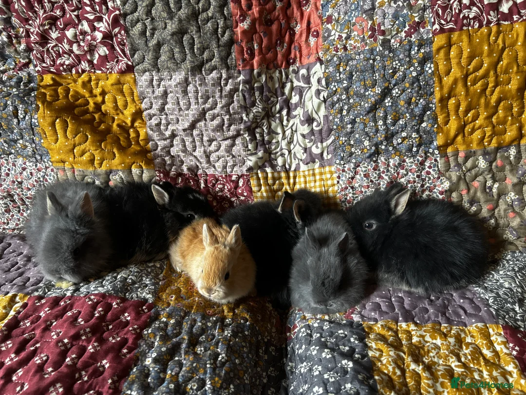 Mixed Breed rabbits for sale: Lionhead x Netherland Dwarf baby rabbits in Liverpool - Advert 1