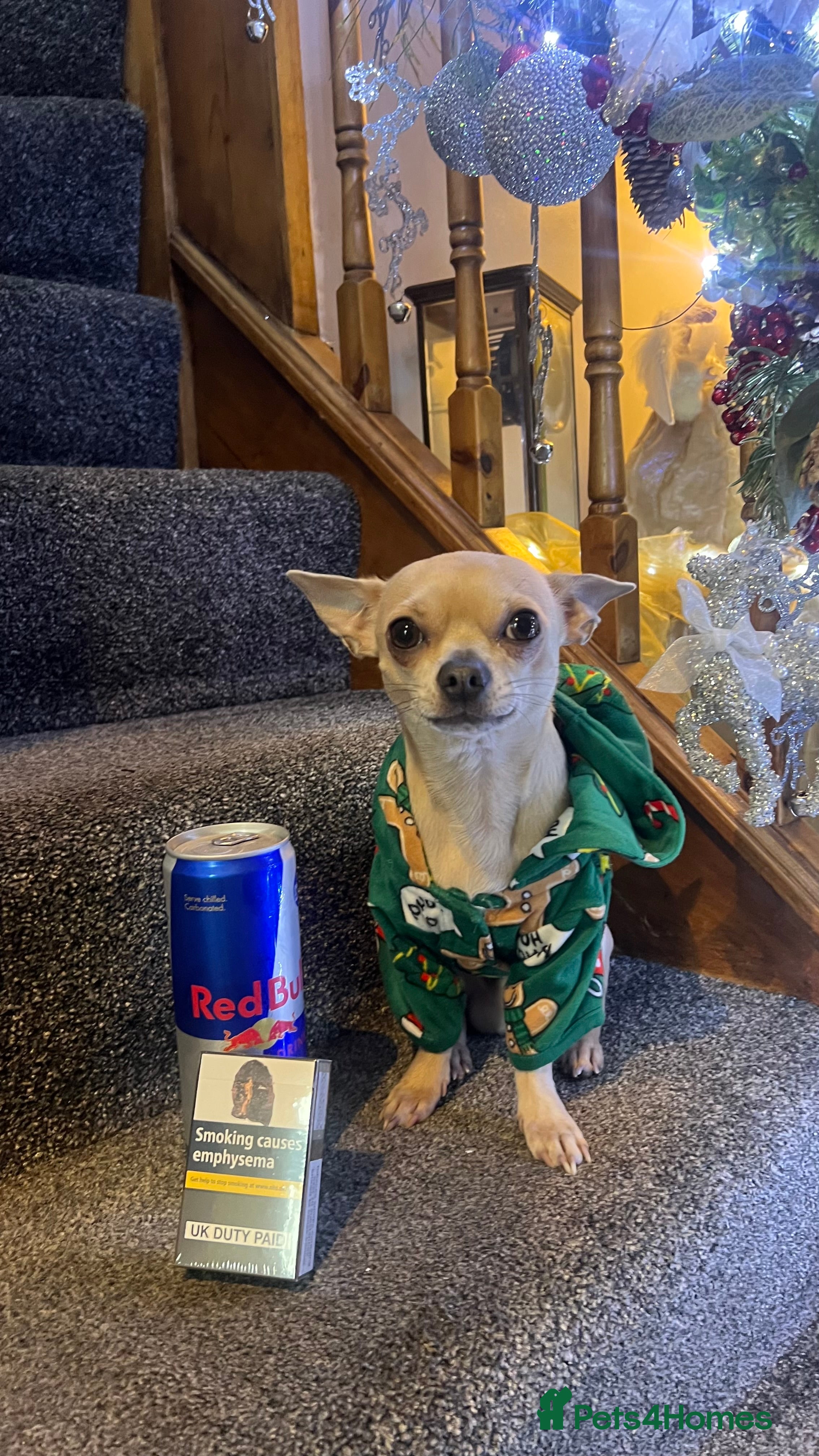 Chihuahua dogs Small champagne male stud Gino  in Walsall - Advert 12