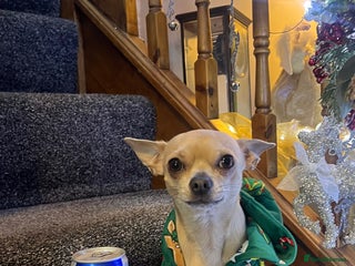 Chihuahua dogs in Walsall - Advert 2