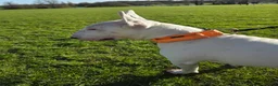 Bull Terrier dogs for stud: Tyson  in Dartford - Advert 10