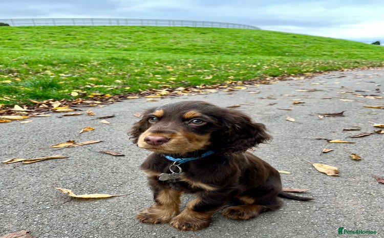 Cocker Spaniel dogs - Advert 1