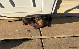 Dachshund dogs for sale: Three beautiful dachshund’s  - Advert 7
