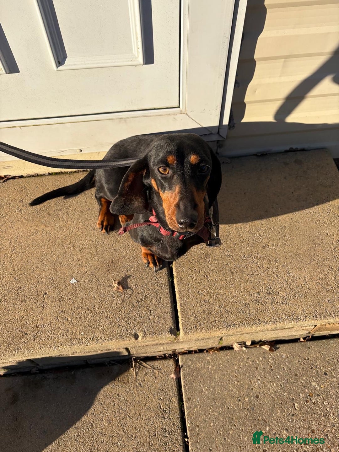 Dachshund dogs for sale: Three beautiful dachshund’s  - Advert 7