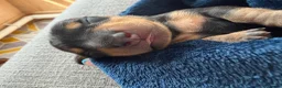 Miniature Dachshund dogs for sale: Beautiful miniature dachshund puppies  in Wednesbury - Advert 27