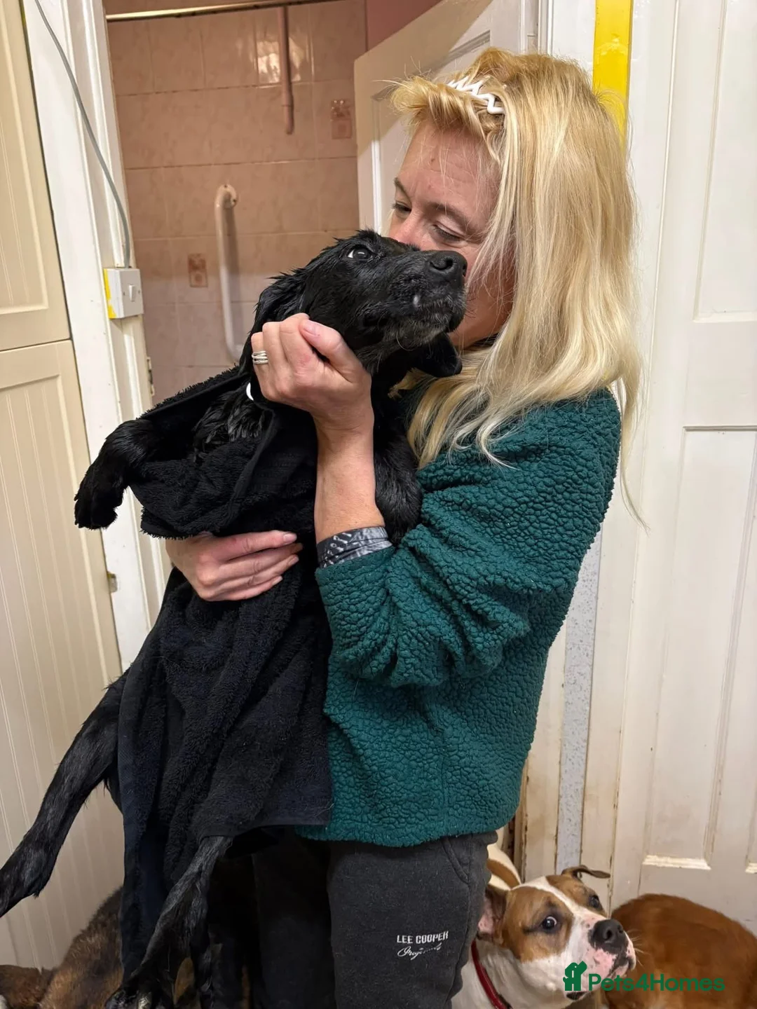 Mixed Breed dogs for adoption: Nicole - Norwich Norfolk  - Advert 3