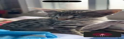 Savannah cats for sale: Beautiful savanah F4 female ready to leave  - Advert 5