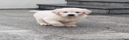 Golden Retriever dogs for sale: Golden retriever puppies - Advert 2