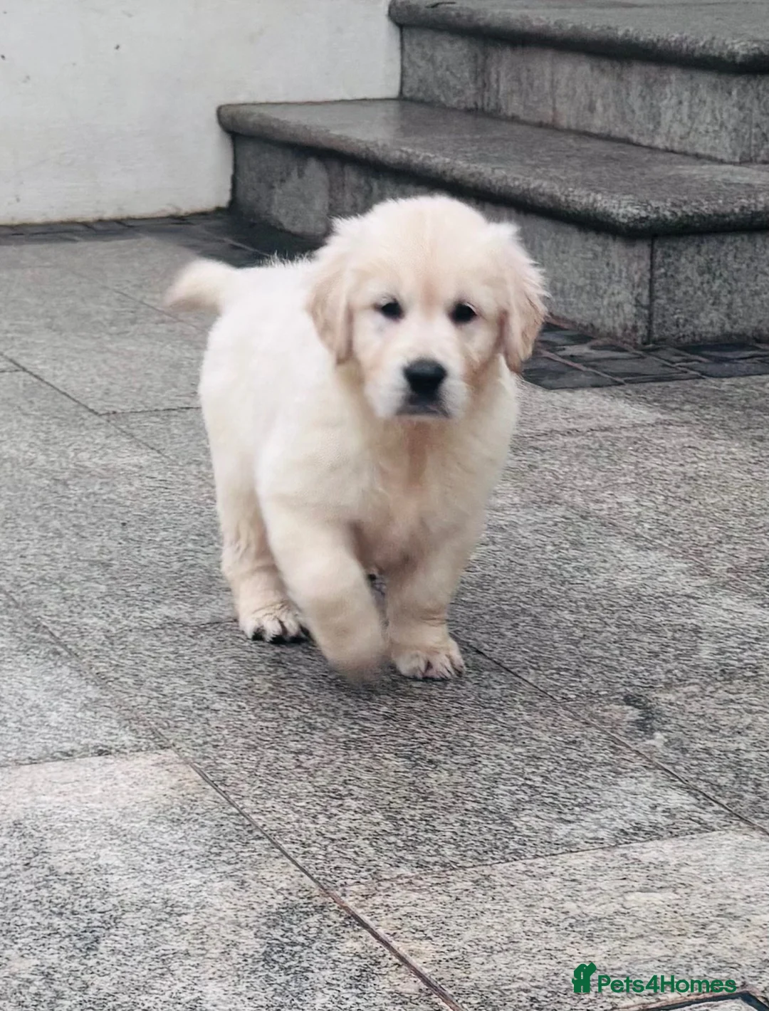 Golden Retriever dogs for sale: Golden retriever puppies - Advert 2