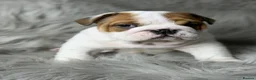 English Bulldog dogs for sale: KC British Bulldog Puppies - Advert 1