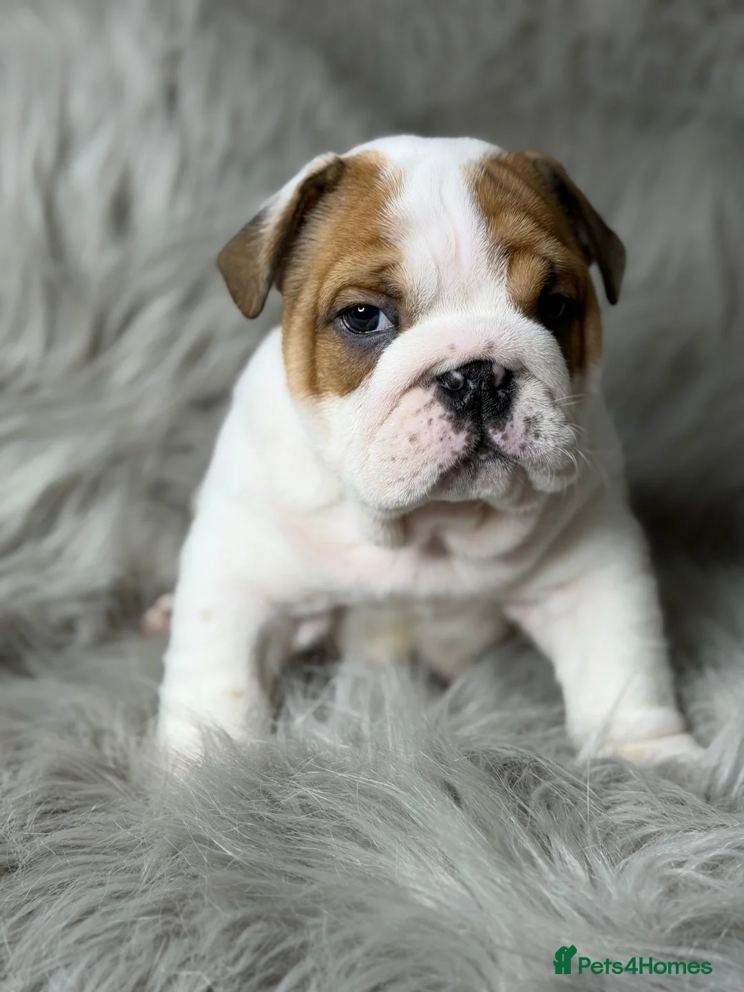 English Bulldog dogs for sale: KC British Bulldog Puppies - Advert 1