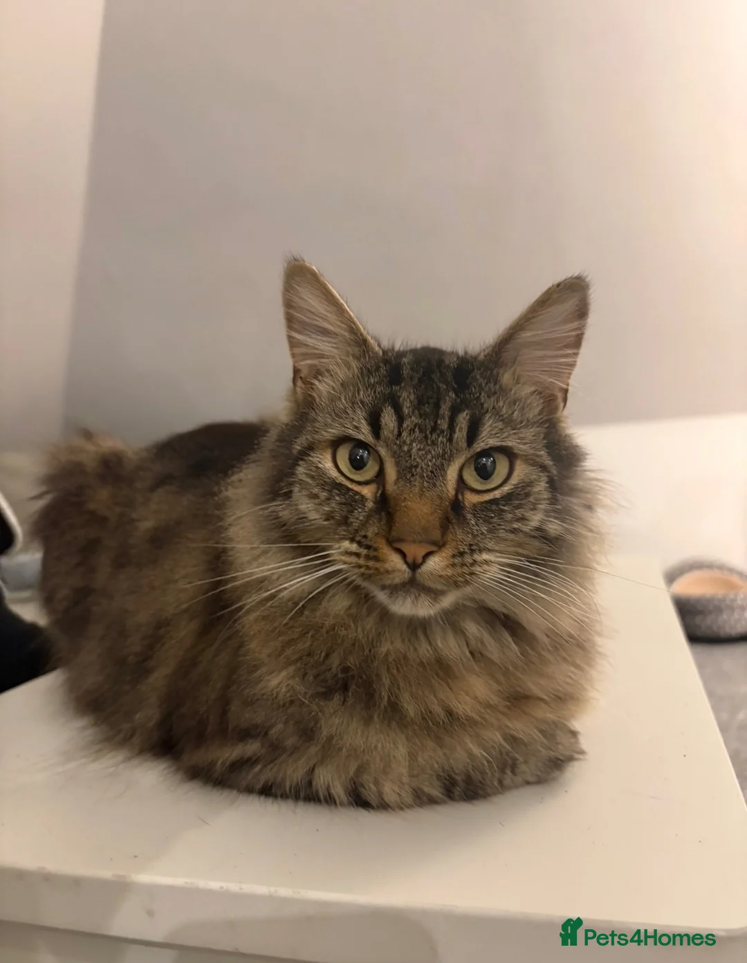 Ragdoll cats for sale: Billy  in Bournemouth - Advert 1