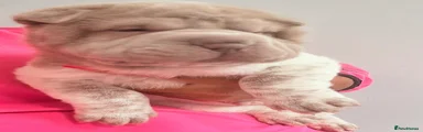 Shar Pei 1